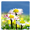 icon_daisies
